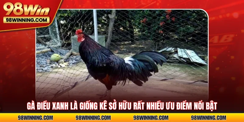 Gà điều xanh là giống kê sở hữu rất nhiều ưu điểm nổi bật