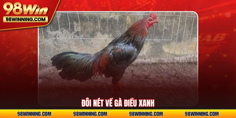 Đôi nét về gà điều xanh