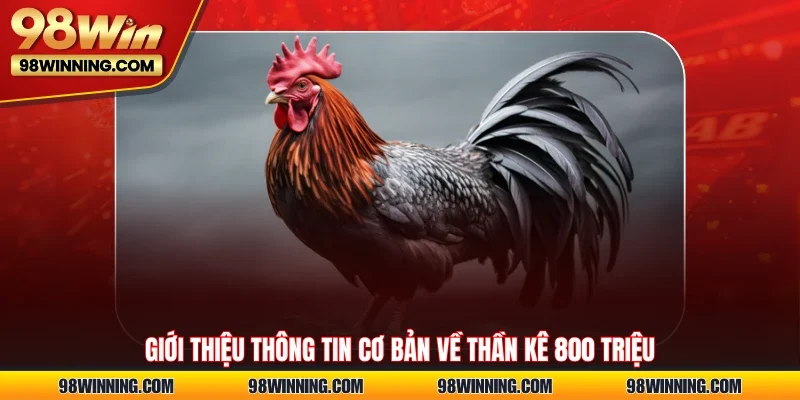 Giới thiệu thông tin cơ bản về thần kê 800 triệu